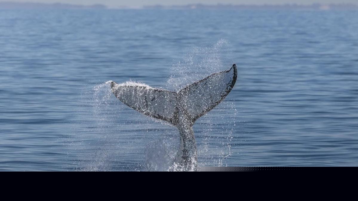 Whale season just got easier to catch