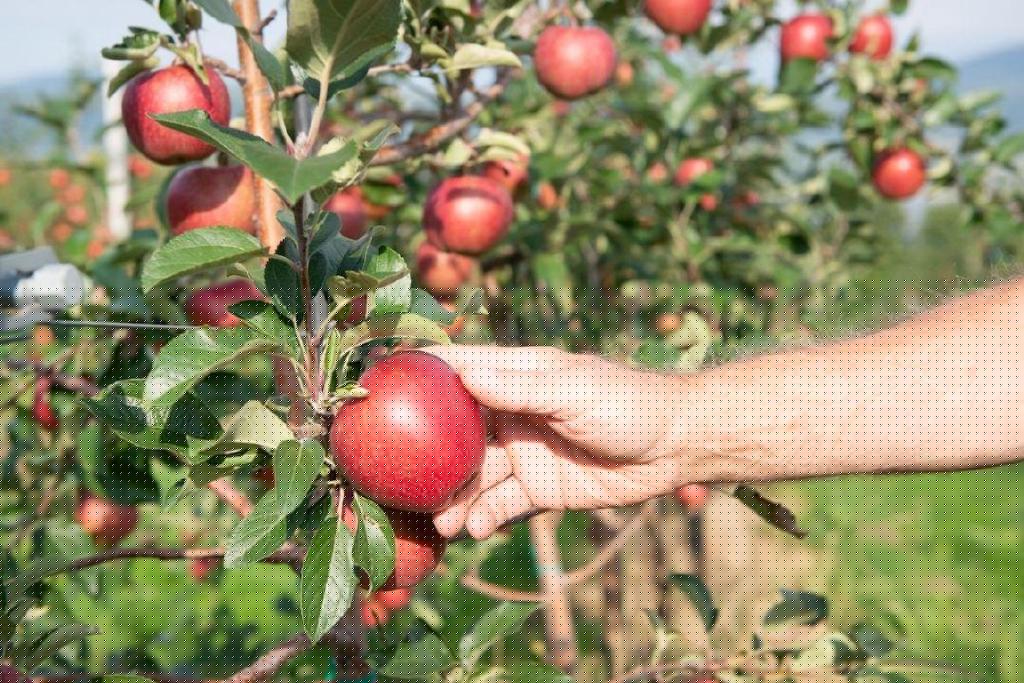 B.C. apple growers come under new umbrella with 4 other provinces