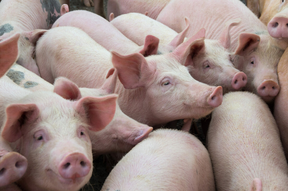 Pork Summer Rally Ends Early