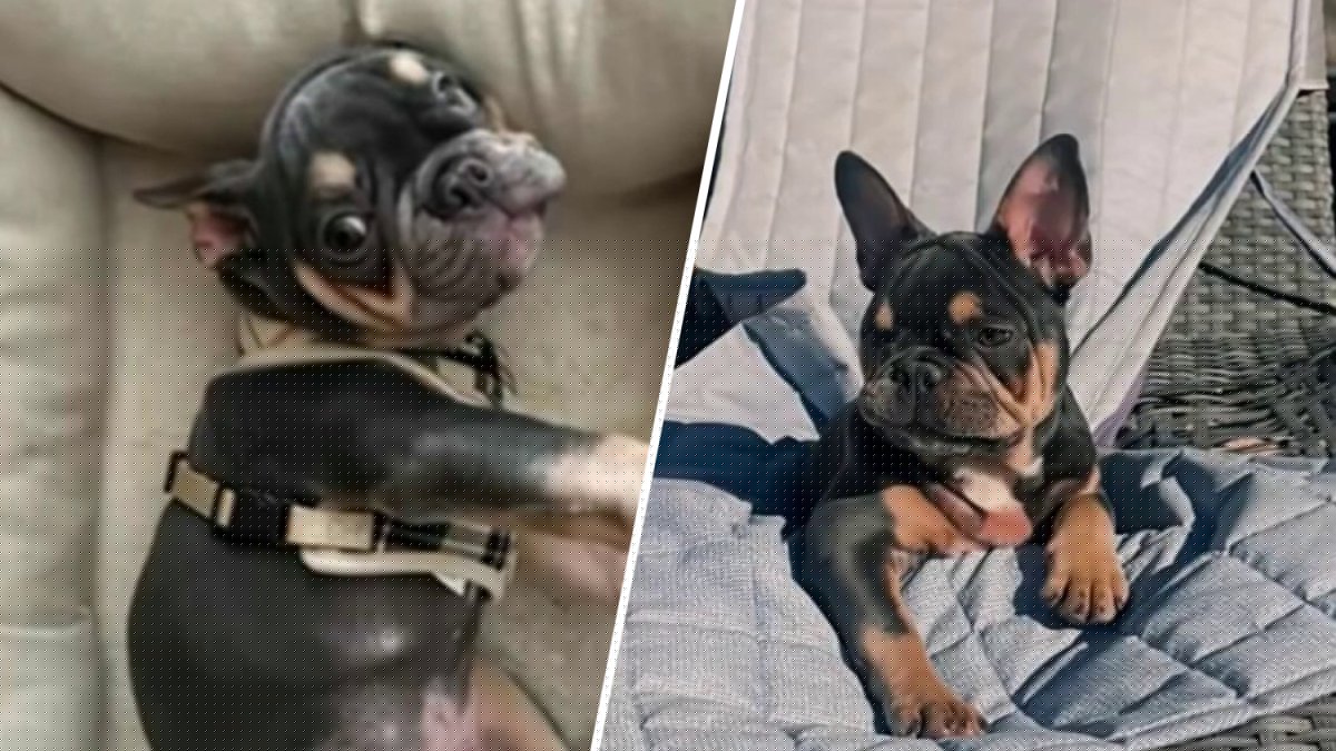 Woman demands answers after French bulldog dies under sitter's care in Hollywood