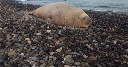 ‘Si está re’ a gusto’: Sorprende el elefante marino ‘Panchito’ a visitantes de playas en Nayarit