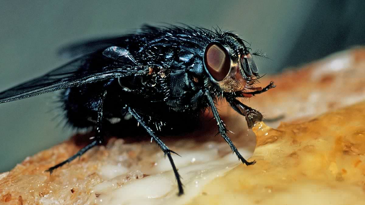 Why Britain is suffering from a plague of flies... and how you can get rid of them for good: CHRISTOPHER STEVENS reveals the methods that will really help you remove the pests - and ones to avoid