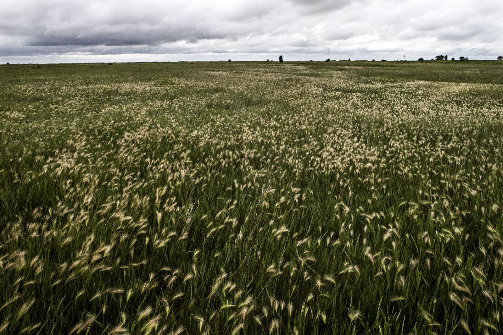 Dokken: Pheasant uptick ‘kind of a nice surprise’ in parts of northeast North Dakota