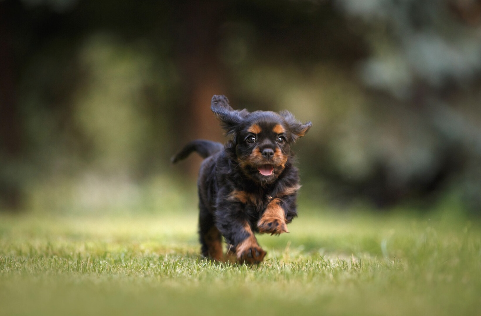 City of Salmon Arm reminds dog owners about early bird pricing on licenses (Salmon Arm)