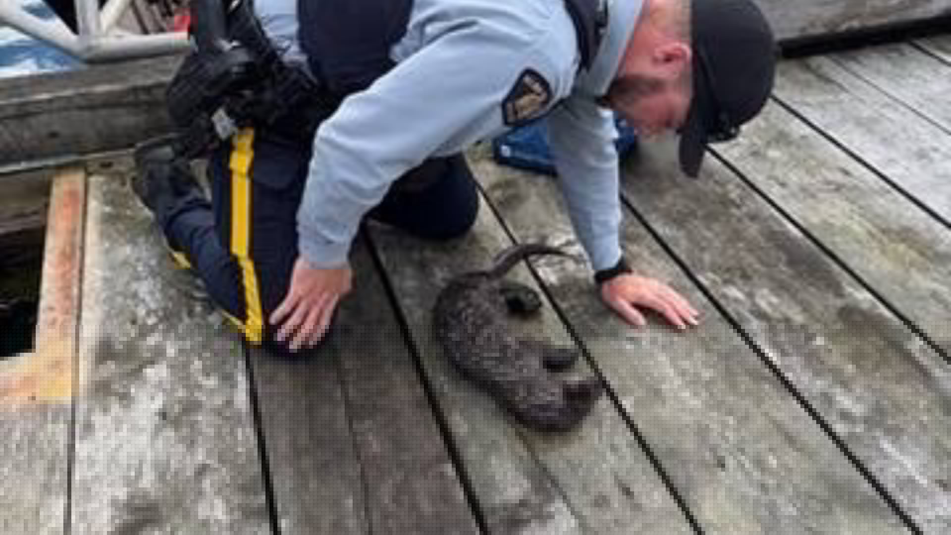 ‘Remarkable’ compassion: Community rescues 3 otter pups entangled in fishing gear in Alert Bay
