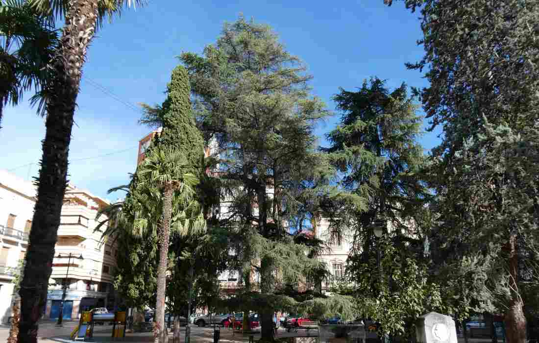 Cal que l’Ajuntament d’Alcoi actue urgentment al Parterre per a millorar les condicions dels arbres