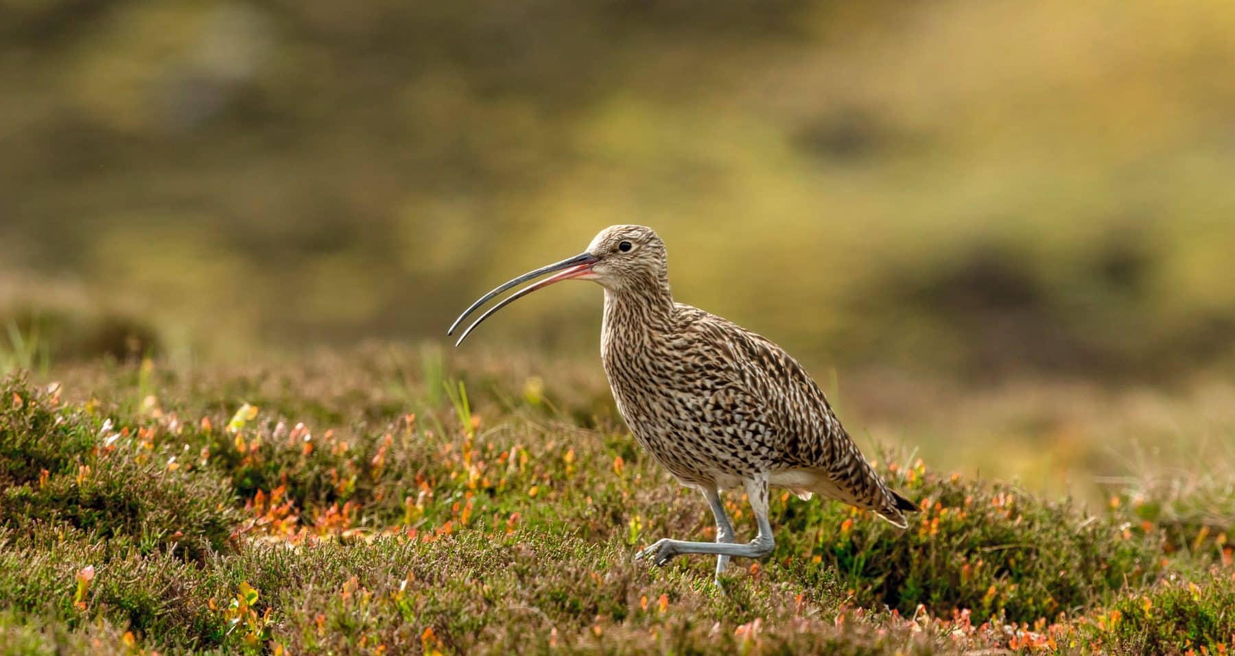 Farm schemes do not fund the predator control curlew need