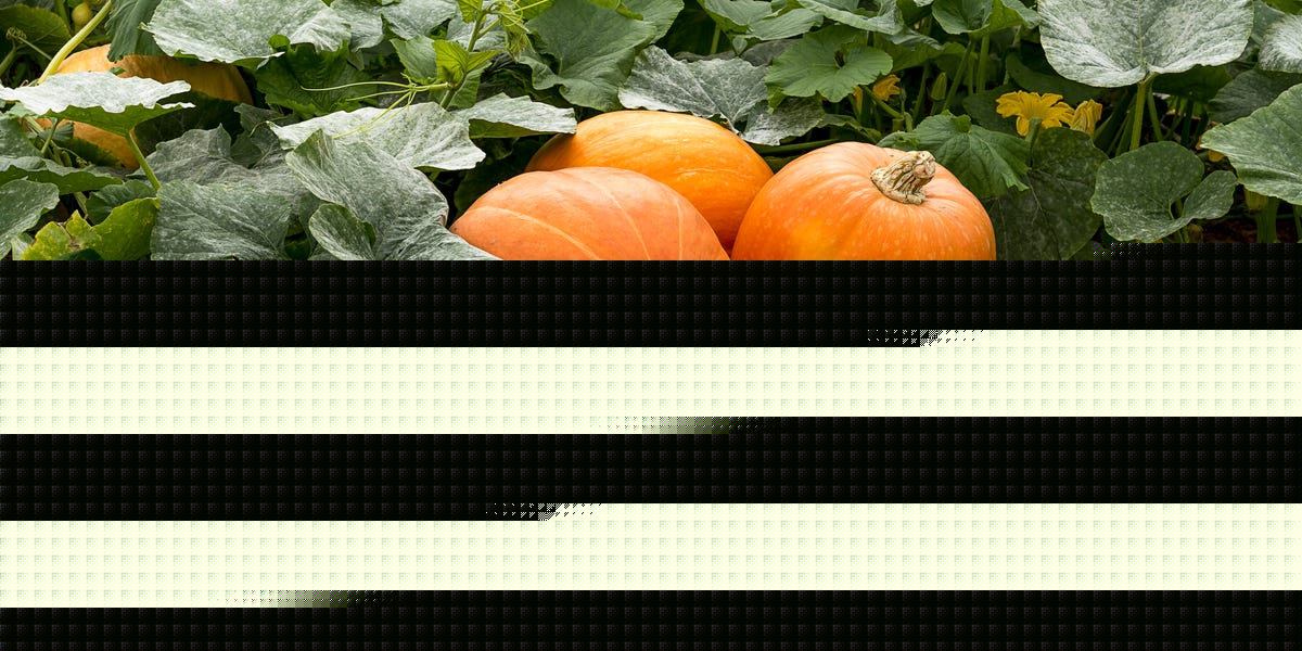 How to Grow Pumpkins the Right Way, According to Gardening Experts
