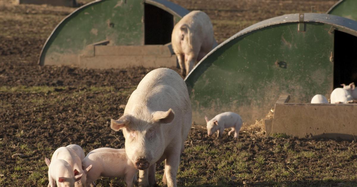 AHDB says pig producers squeezed by rising costs and falling prices