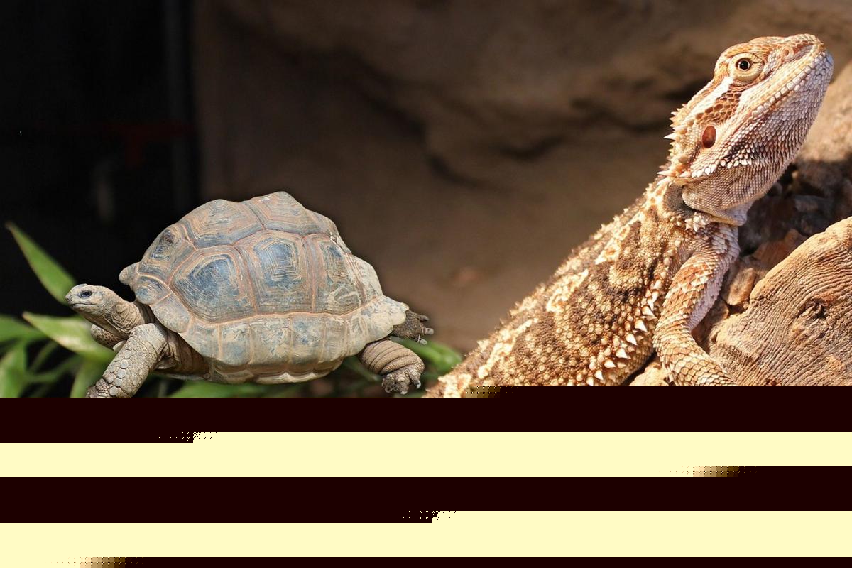 Thinking About Releasing a Pet into the Wild? Read This First