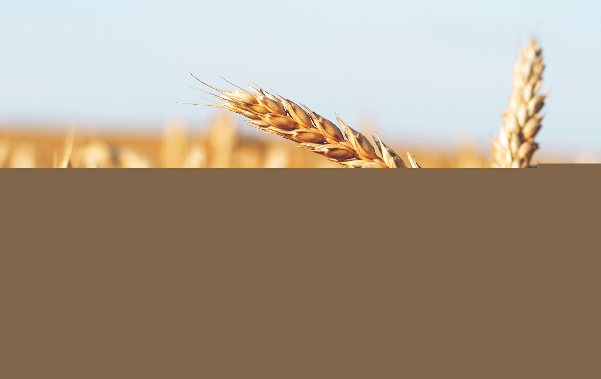 From Field to Food Safety: Why ELISA Plate Washers Matter in Agriculture