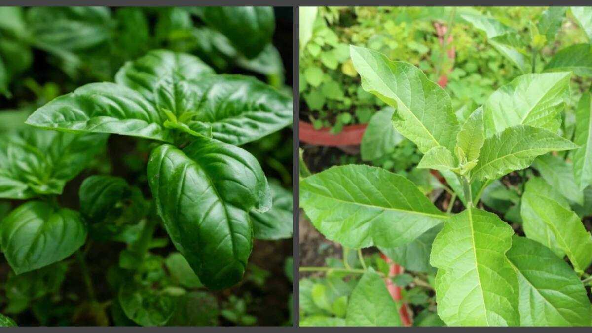 15 benefits of bitter leaf and scent leaf: are they natural remedies?