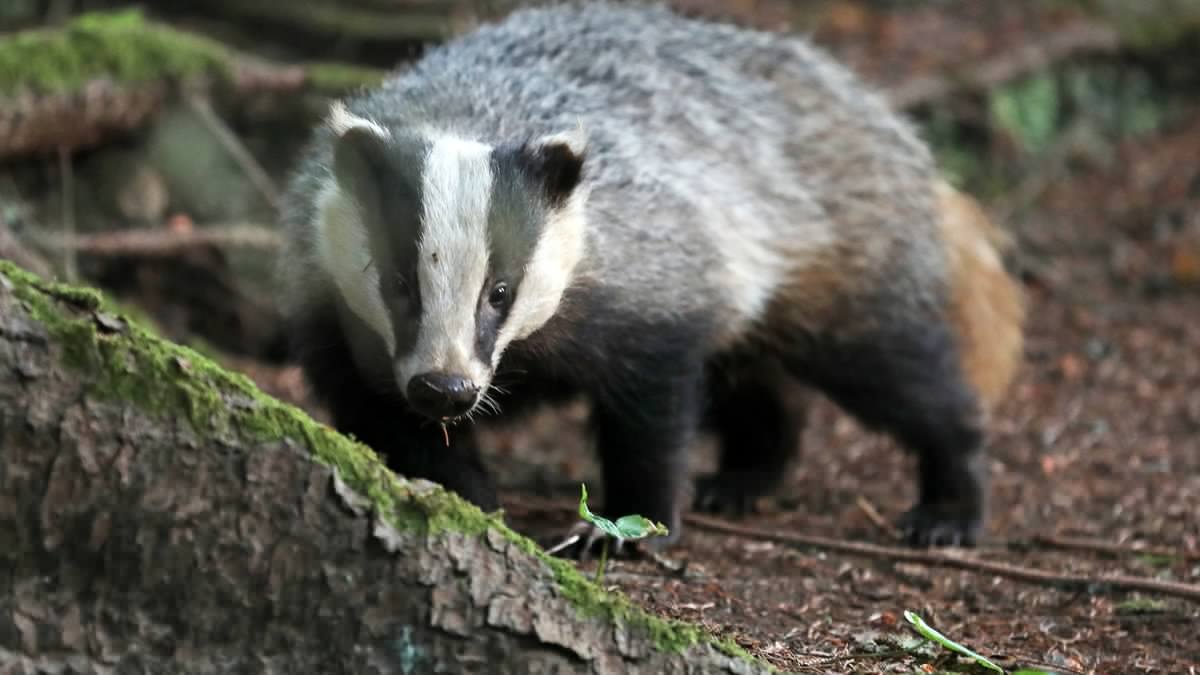 "Il a tué ma poule", "il a chargé mon chien", "ma fille s'est fait courser"... Un blaireau sème la terreur au sein d'un paisible lotissement