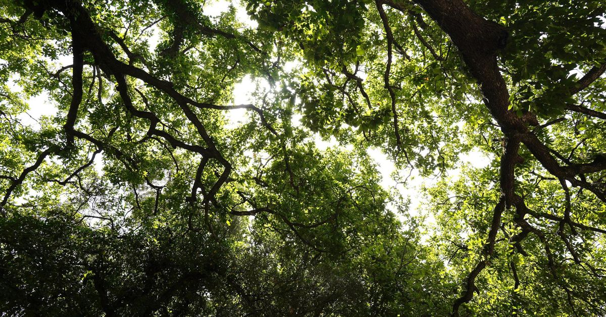 La Junta refuerza la conservación de Los Alcornocales con 2.000 jornales, escuelas de corcheros y un plan pionero de gestión forestal