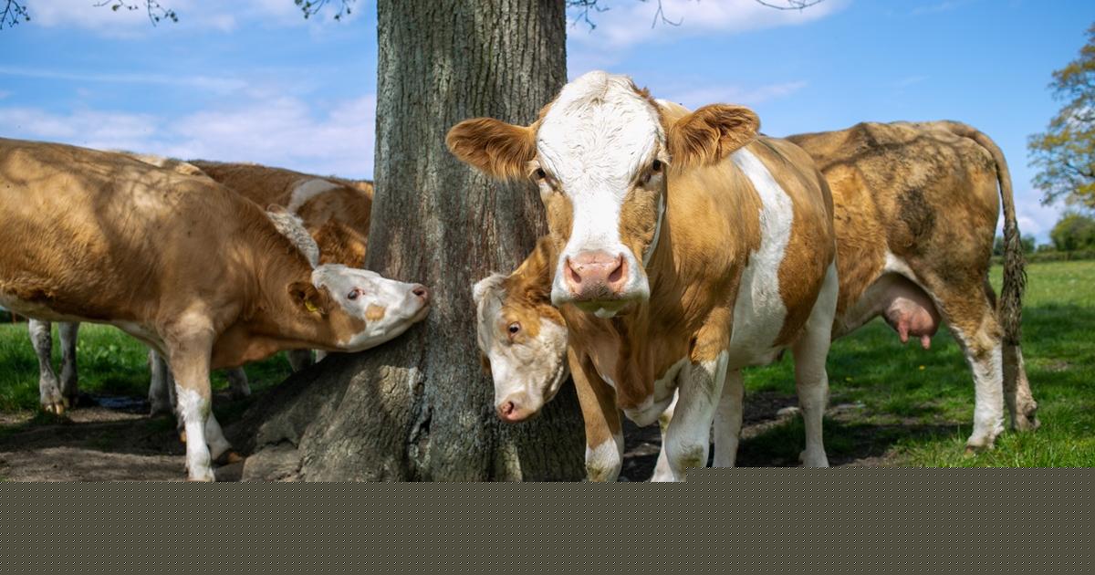 New report highlights growing strain on Somerset dairy farmers