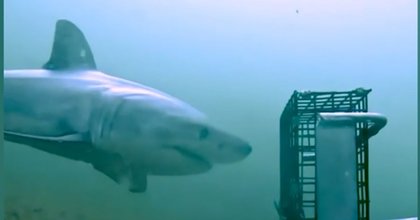 Terrifying massive great white shark caught on film off Rhode Island coast