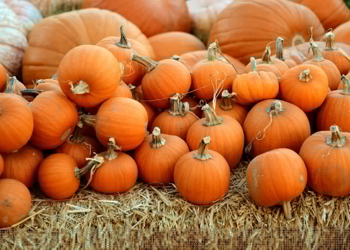 Pumpkin Patches, Corn Mazes, and Fall Fun in Shreveport-Bossier