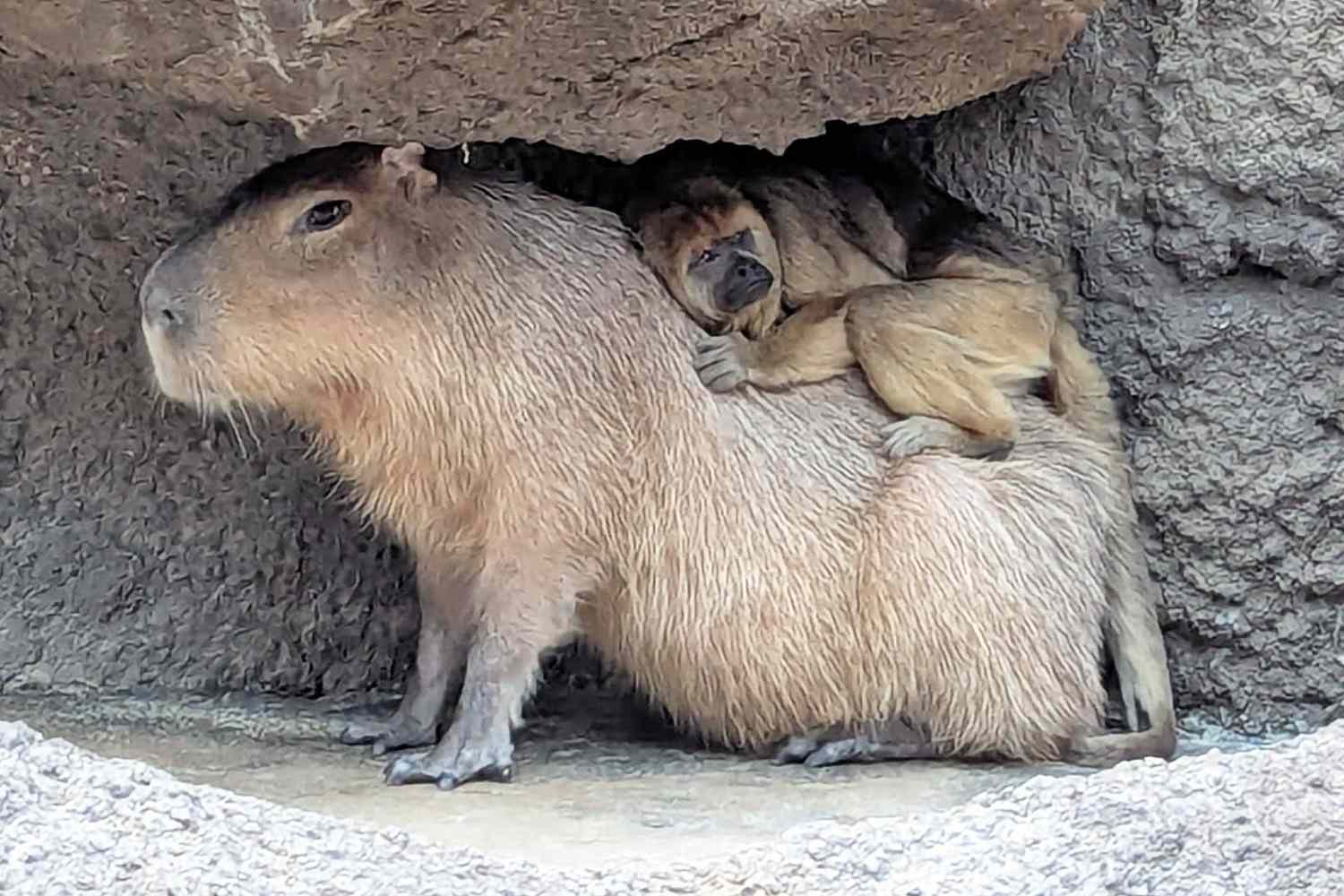 Capybara and Monkey — the Only Females in Their Zoo Habitat — Band Together and Become Cuddly Friends
