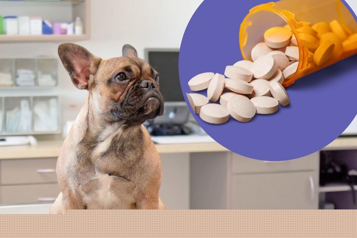 Minnesota Now Has an Option to Donate Your Pet's Medication
