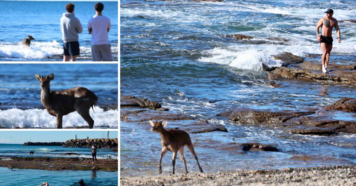 Bystanders rescue deer from ocean at it gets battered by the waves in Wollongong