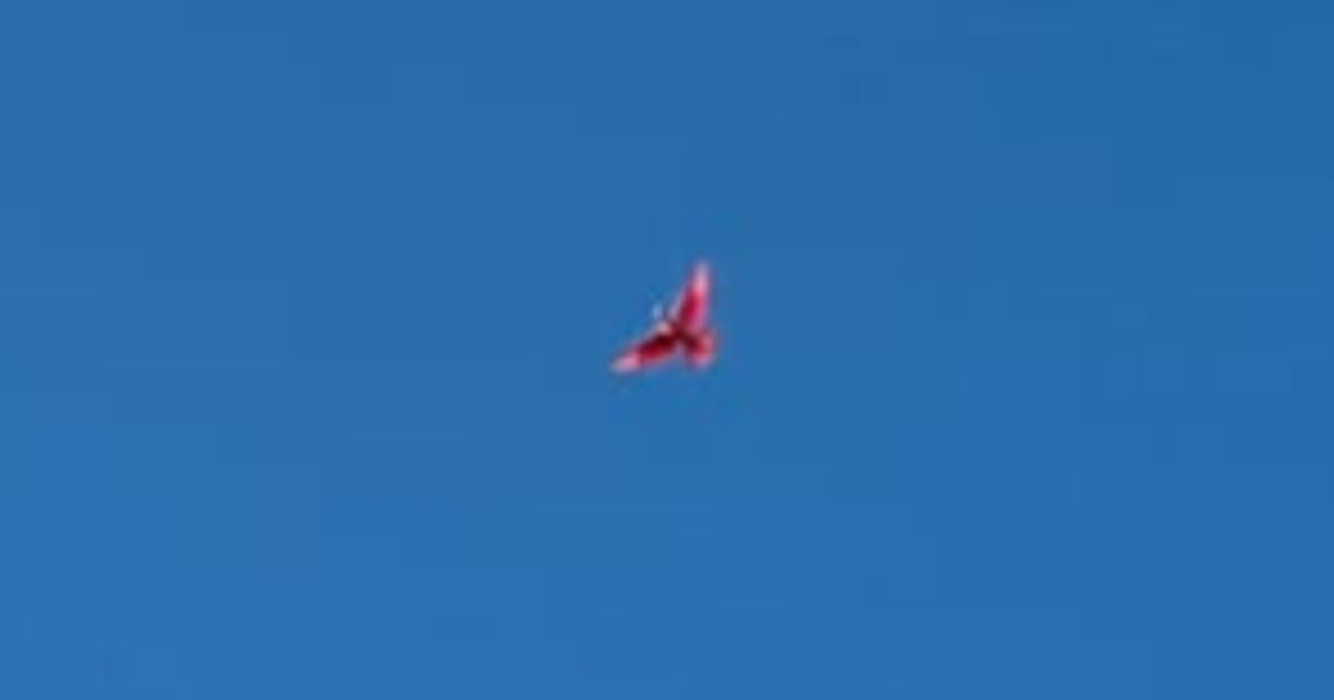 Pink bird spotted in back garden of Leicester home