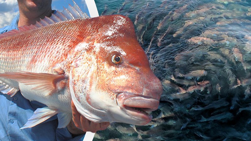 WA seismic blasting plans ‘fly in the face’ of demersal fishing ban, conservationists warn