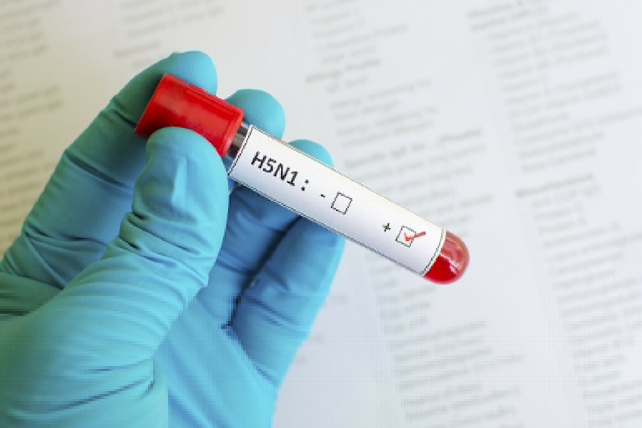 Australia to begin vaccinating native birds against H5N1