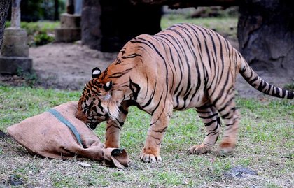 Amarillo Zoo Closed Saturday Due to Freezing Temps