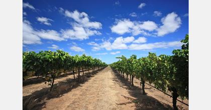 Ukraine Odessa vineyards hit by drought