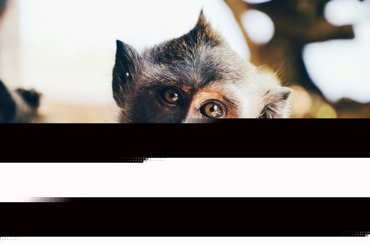Federal Agents Bust Louisiana Woman for Monkey Torture Ring