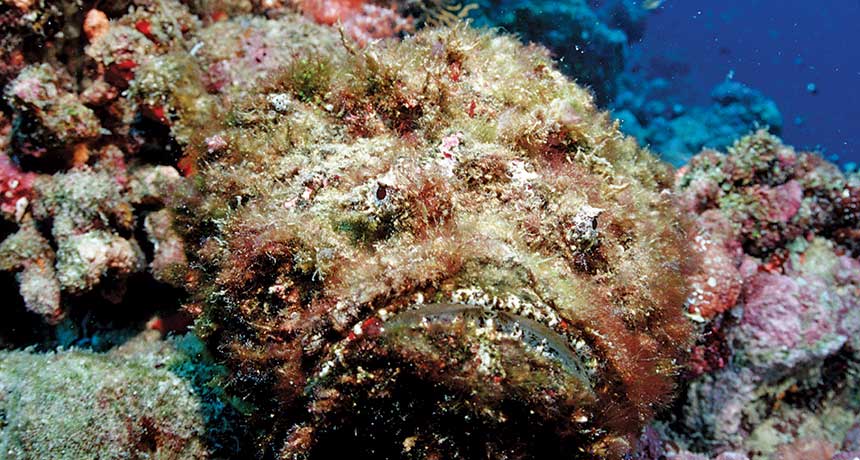 Comment on Venomous fish have evolved many ways to inflict pain by URL