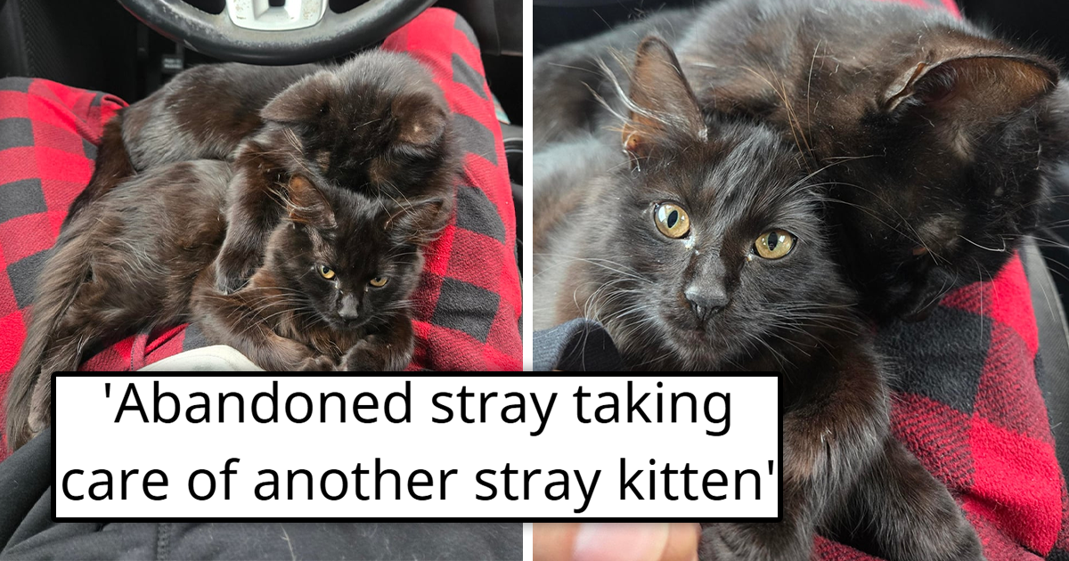 Rescued mom cat reunites with her long-lost kitten daughters after having been abandoned multiple times by different neighbors, now together again, caring for each other like true family