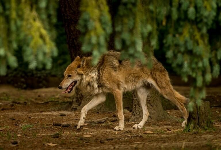 Hautes-Alpes: trois personnes seront jugées pour avoir abattu des loups illégalement