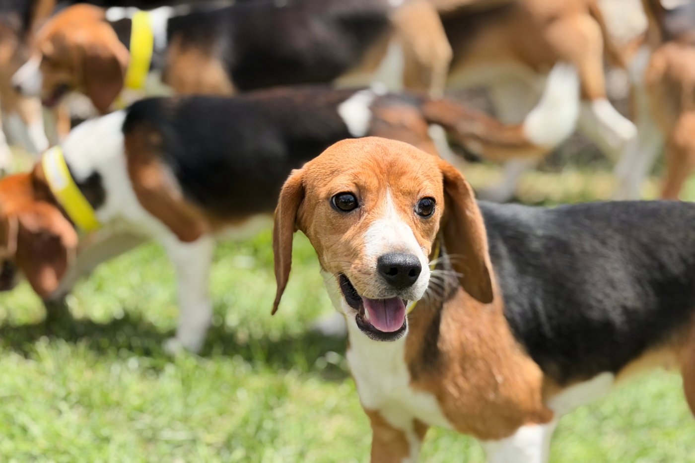 Critterfest crawls into the region