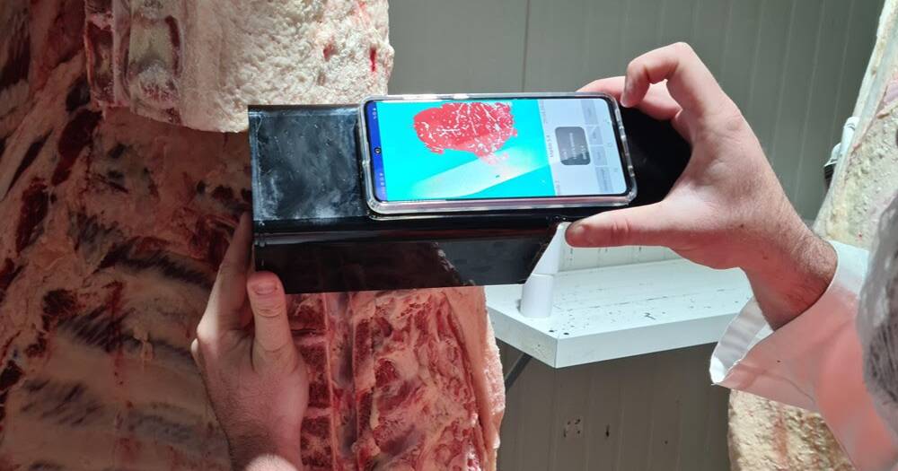 Entries open: benchmark your cattle in the 2027 Beef Australia carcase comp