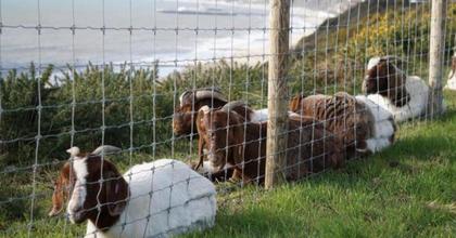 Much-loved Bournemouth goat dies: 'Run free now, sweet Amy'
