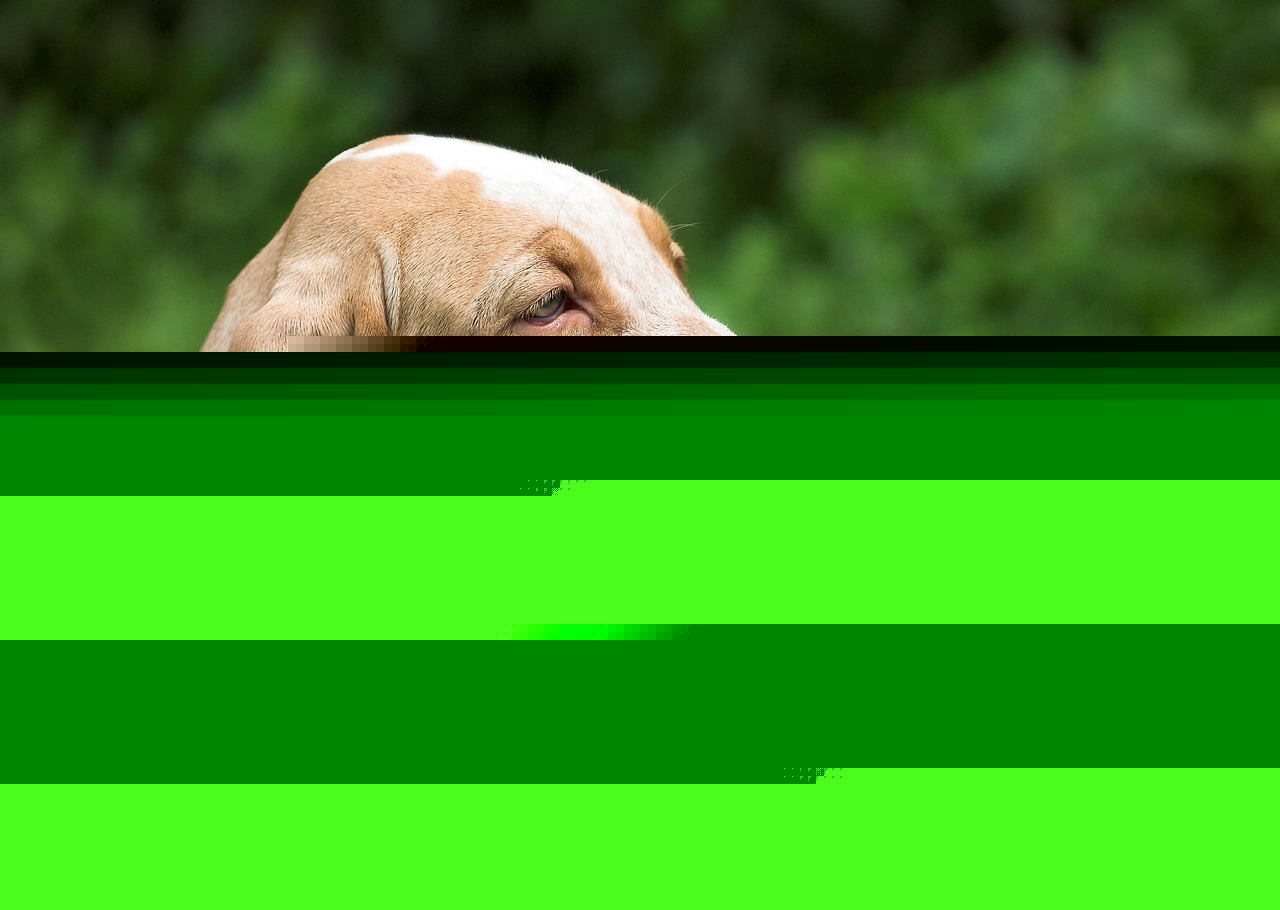 Starving Hounds Apparently Abandoned to Die in Locked Kennel: Demand Justice Now