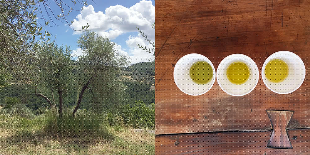 Green Gold: Our Love Affair with Olive Oil