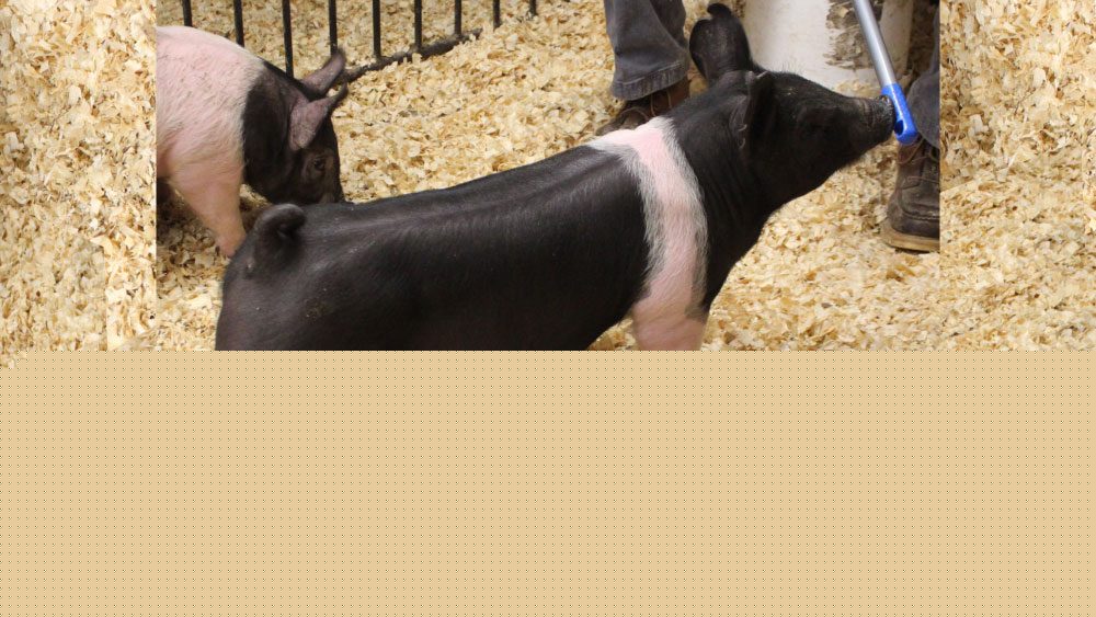 Swine RFID Program Boosts Disease Preparedness
