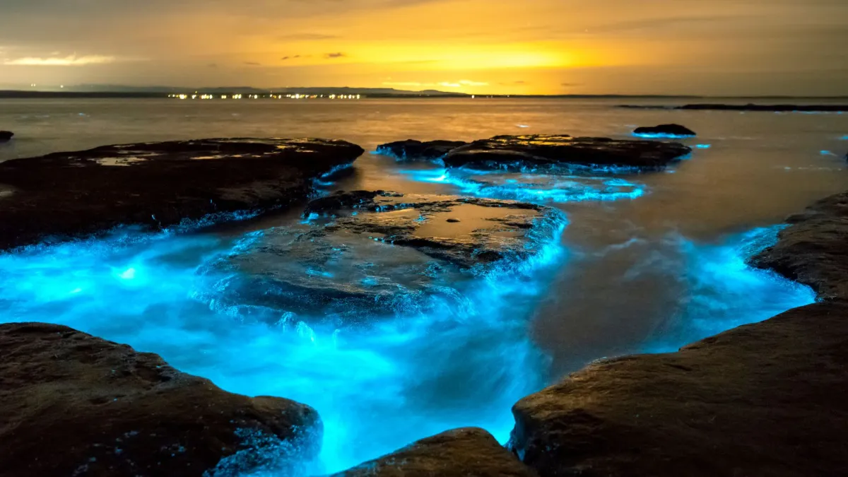 Bioluminescent algal blooms are replacing diatoms in Indian waters, and dams may be the reason, says new study