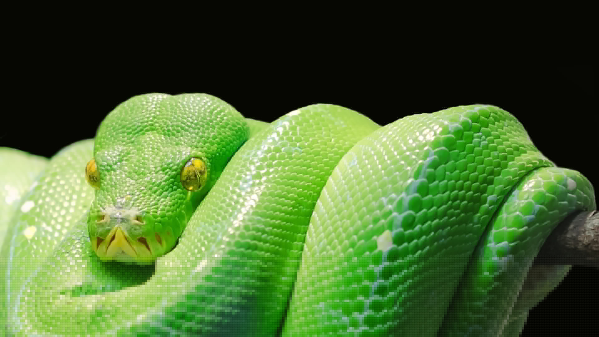 Episode 451 - Python security with Seth Larson