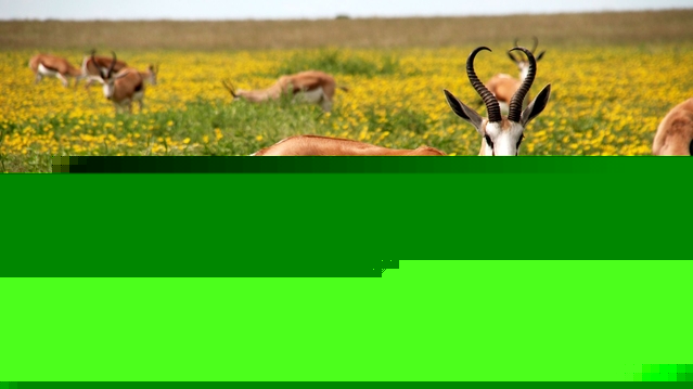 The World's Fastest Animals Across Land, Sea, and Sky