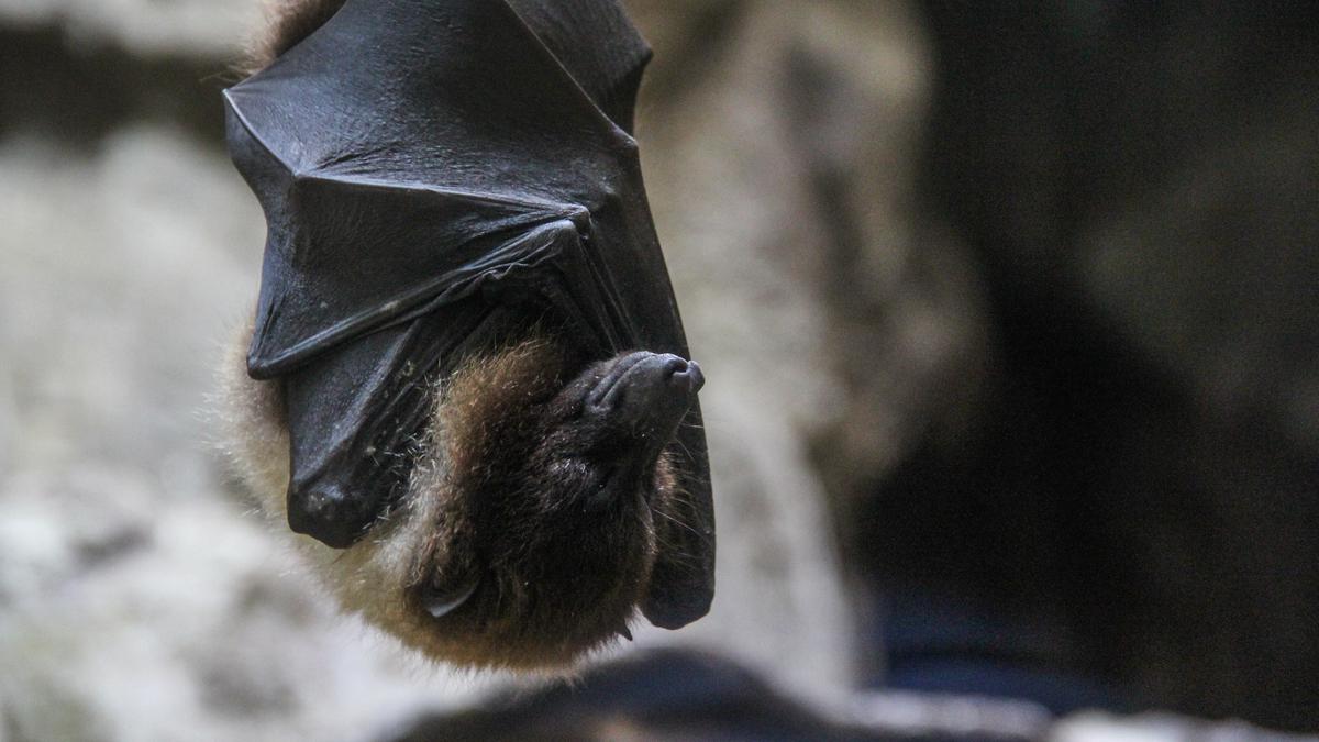 Kasus Infeksi Virus Nipah Belum Terdeteksi di Indonesia, Guru Besar Unair: Tetap Waspada