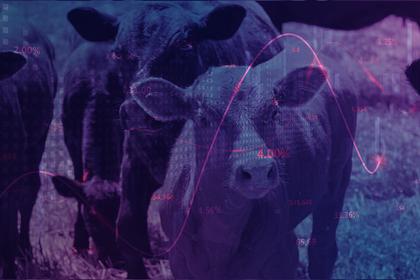 Weekly global protein digest - China anti-dumping investigation, Tyson anti-trust lawsuit, new H5N1 cases in Colorado