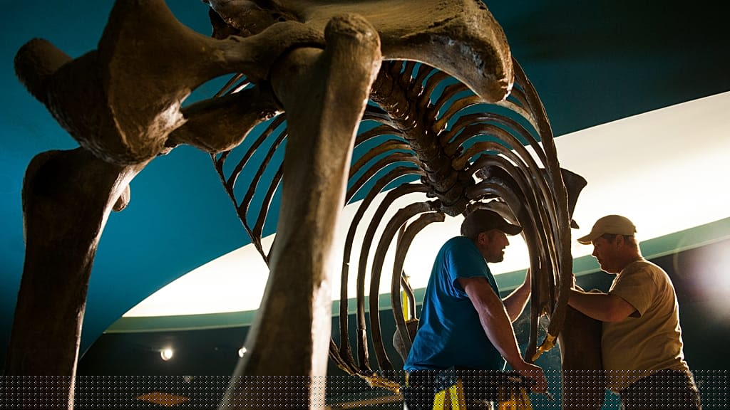 Danube dries up in heat: Skeleton of giant mammoth uncovered in Bulgaria