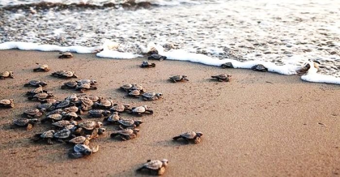 Tartarughe marine, in Sicilia 130 nidi e fino a 8 mila piccoli in arrivo