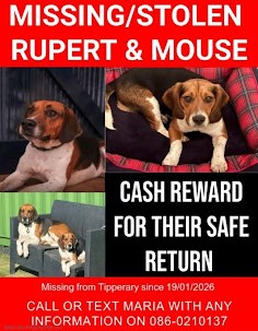 Award Offered For Any Information On Two Dogs Stolen Near Cashel On January 19th