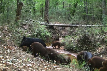 Cats among top 5 invasive pests in America’s national parks