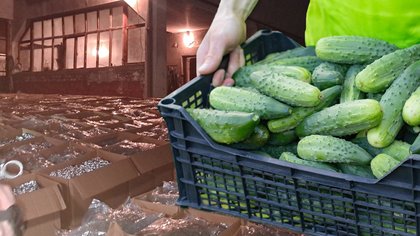 (FOTO) OCU I SINU ZA 5 TONA MARIHUANE PARAVAN BILI KORNIŠONI Detalji ISTORIJSKE zaplene droge: Sve već popakovali za distribuciju, pa im policija UPALA na vrata