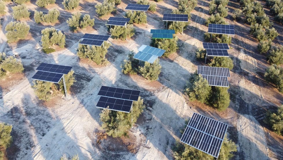 Energía agrivoltaica: Andalucía aprovecha al máximo esta formula de ‘energía renovable’ en su olivar